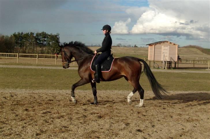 Dansk Varmblod Miss Lightfoot - Mig og LIghtfoot, har ca. haft hende en måned.  billede 1