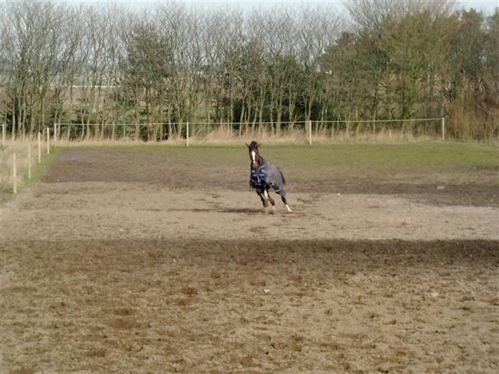 Dansk Varmblod Miss Lightfoot billede 2