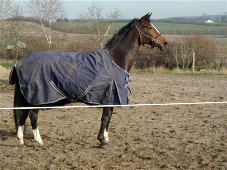 Dansk Varmblod Miss Lightfoot billede 3