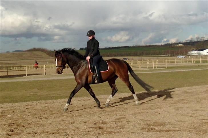 Dansk Varmblod Miss Lightfoot billede 4