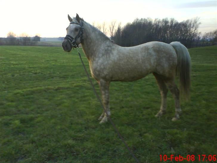 Anden særlig race R.I.P. Blondie ll - smukke. :) billede 16