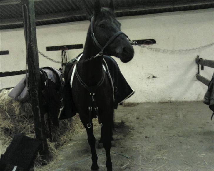 New Forest Sânbuorster Femke billede 7