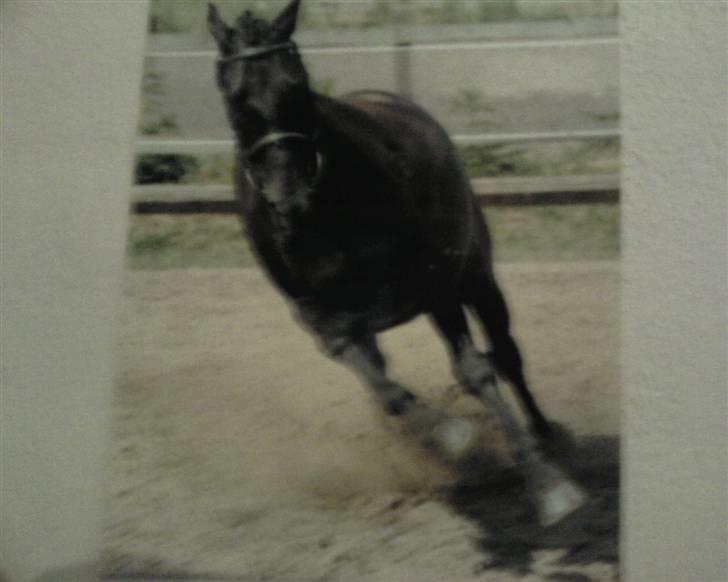 New Forest Sânbuorster Femke billede 8