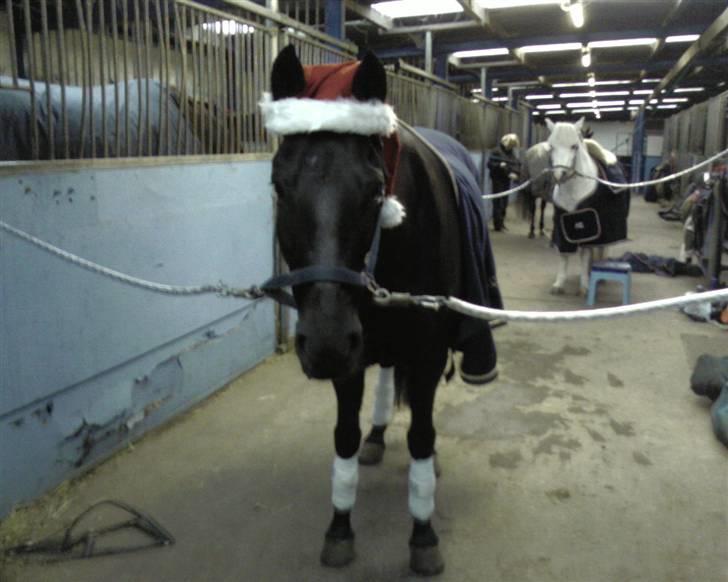 New Forest Sânbuorster Femke billede 9