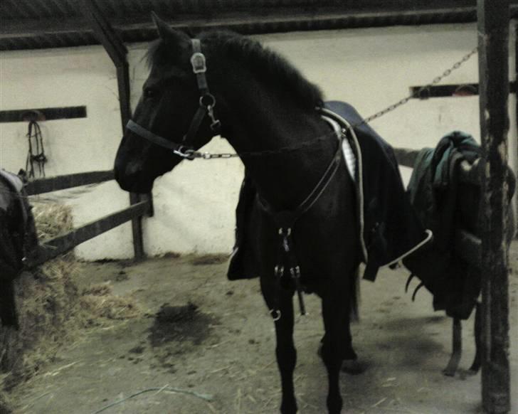 New Forest Sânbuorster Femke billede 10