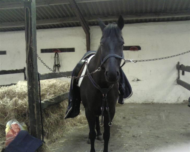 New Forest Sânbuorster Femke billede 11