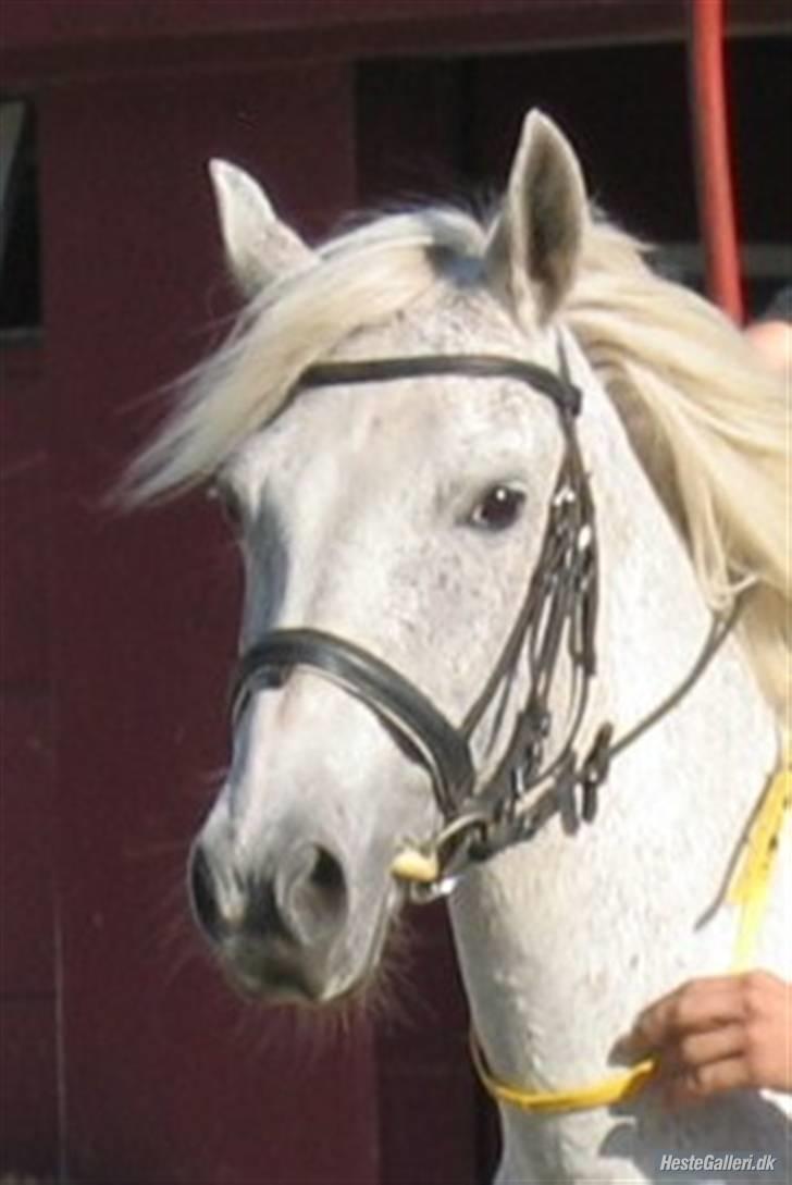 DSP Clements Miss Young  - Velkommen til Miss Y´s profil - lig gerne en kommentar. (:  billede 1