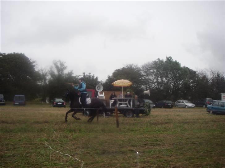 New Forest Sânbuorster Femke billede 12