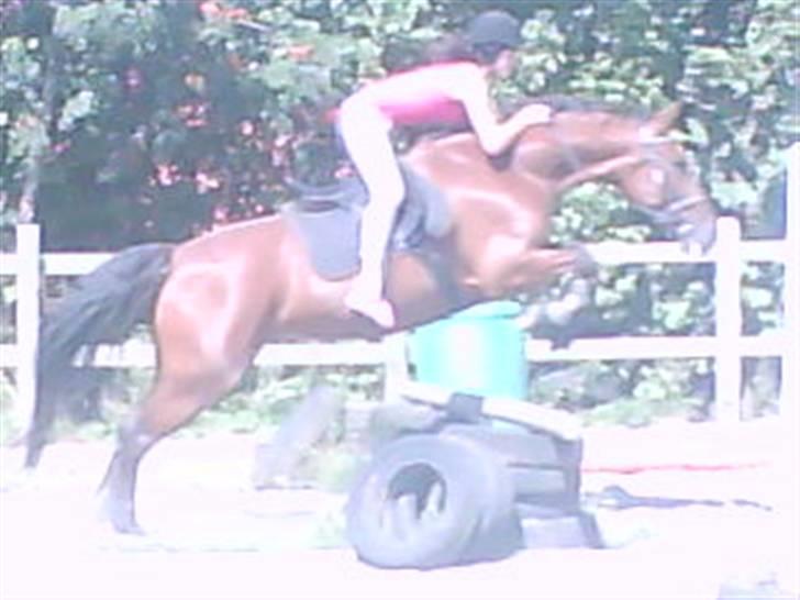 Anden særlig race cassie    SOLGT /'; billede 3