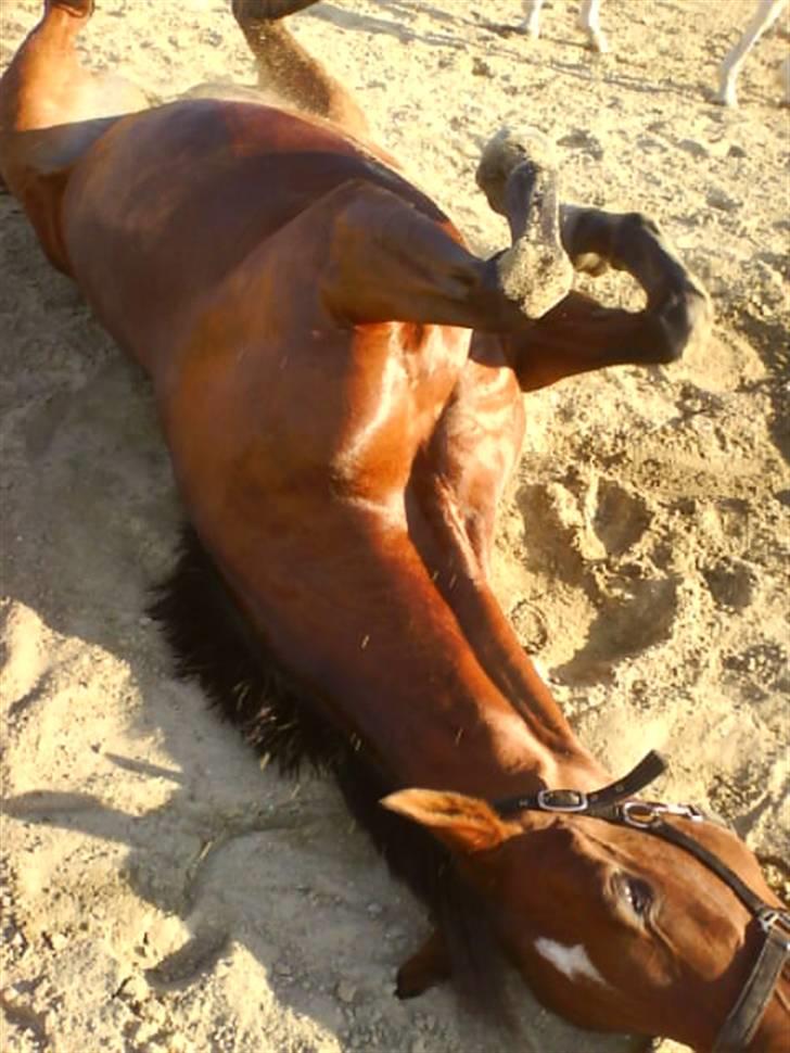 Anden særlig race cassie    SOLGT /'; - efter en hård ridning, og et bad, er det altid dejligt at rulle sig. billede 5