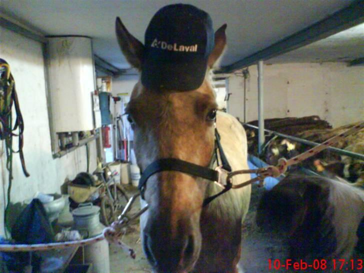 Anden særlig race R.I.P. Blondie ll - Delaval kasketen ;) billede 17