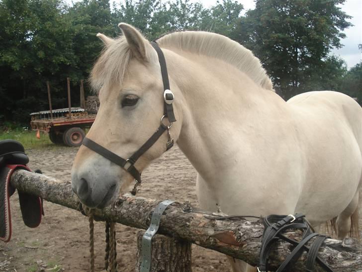 Fjordhest Houdini *har redet* billede 1