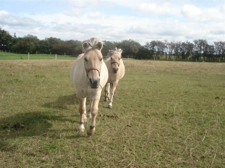 Fjordhest Houdini *har redet* - HAHA Odin fulgte konstant efter Hodde XD billede 2