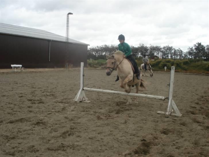 Fjordhest Houdini *har redet* - I fuld hopla :P billede 3