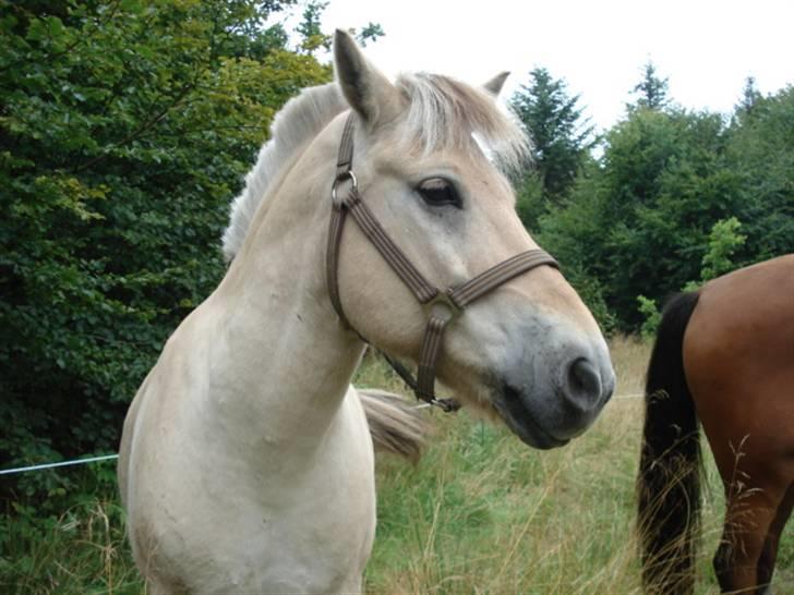 Fjordhest Houdini *har redet* - på ridelejr i en skov tæt på Egtved. billede 4