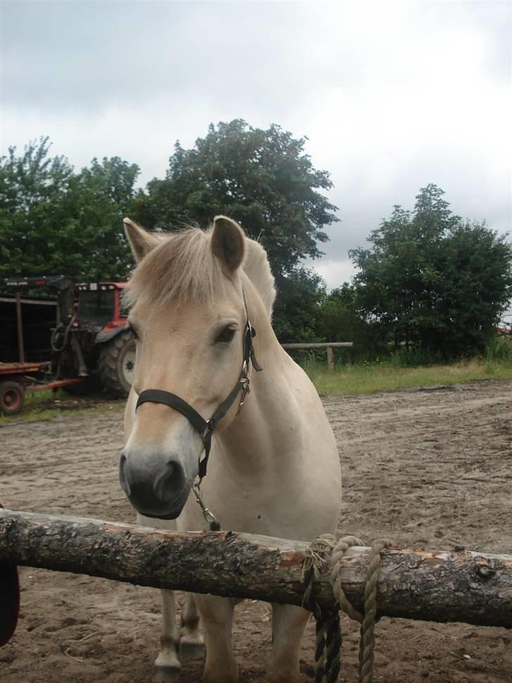 Fjordhest Houdini *har redet* - I sommers ude ved Jørgen. se lige den lille sorte plet på  hans bringe hehe billede 5