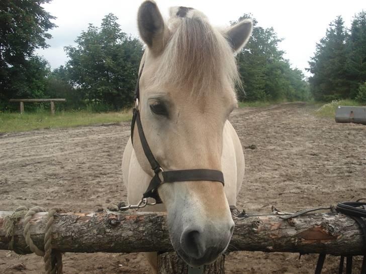 Fjordhest Houdini *har redet* billede 6