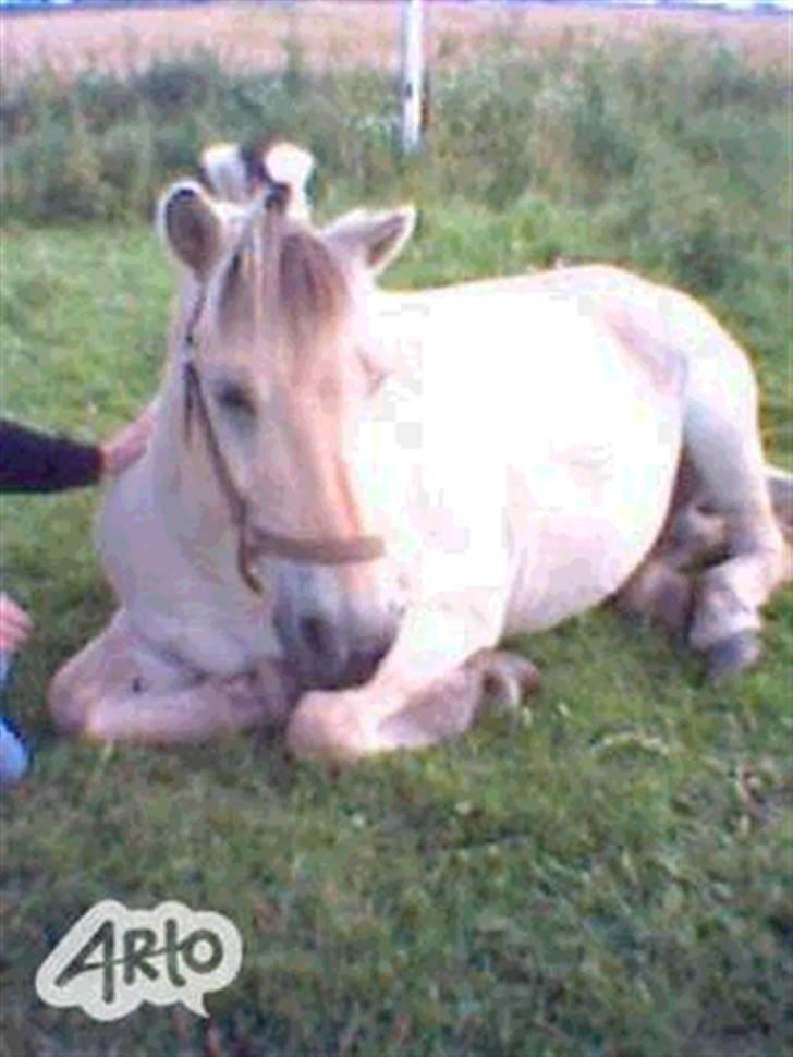 Fjordhest Houdini *har redet* - Hodde blev lidt træt.. undskyld kvalli billede 7