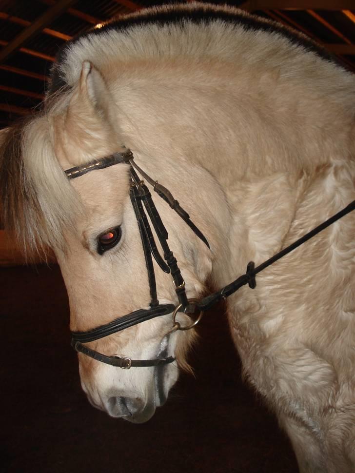 Fjordhest Houdini *har redet* - Efter lidt dressur... billede 8