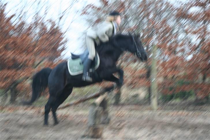 Anden særlig race Sherif - det første spring der lykkes på dig, med mig! :D  billede 3