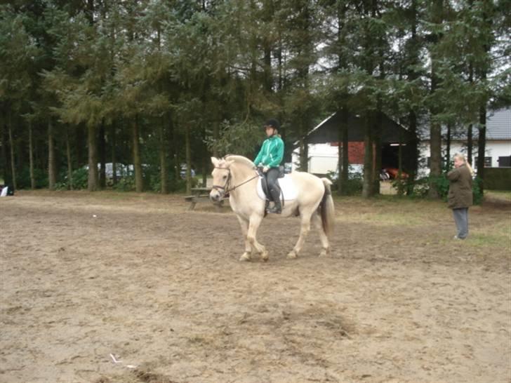 Fjordhest Houdini *har redet* - Til vores første stævne sammen... billede 9