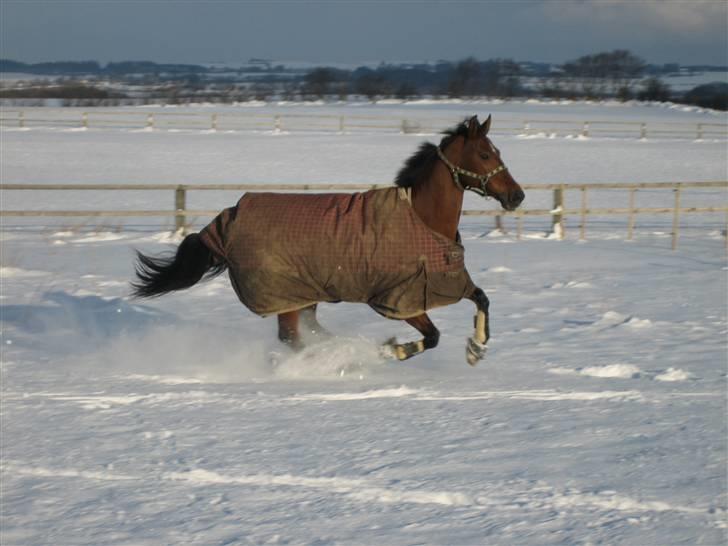 Dansk Varmblod Athene K - Solgt - Athene tager en frisk galop på marken i sneen :) Fotograf: Mig :) billede 16
