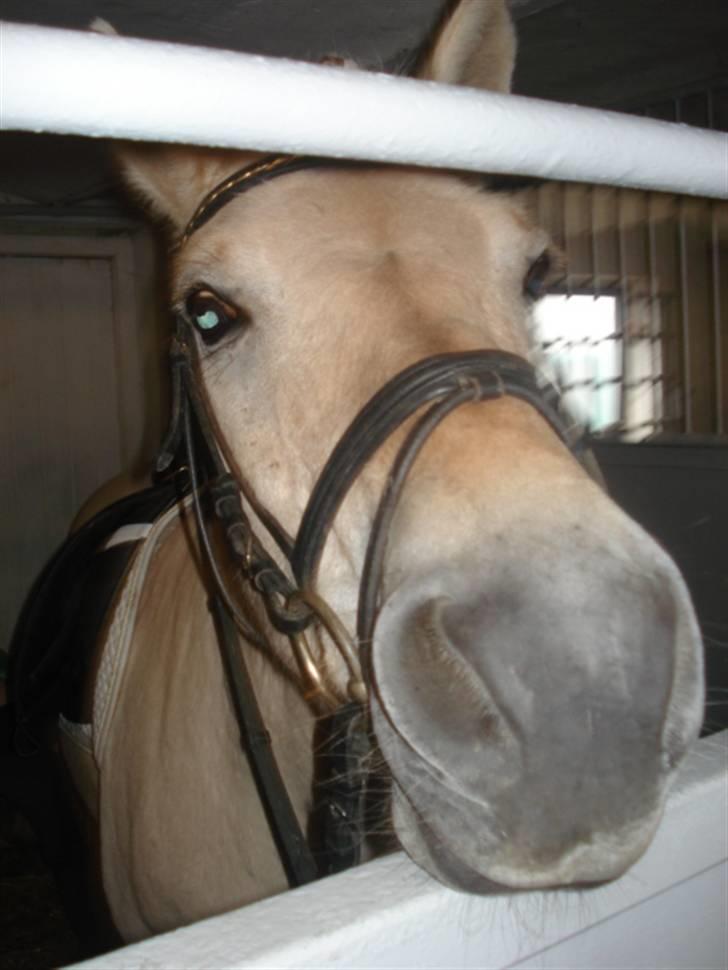 Fjordhest Houdini *har redet* - Lige før vi skulle varme op til stævne. billede 10