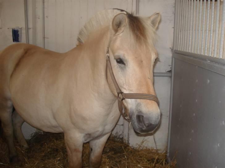 Fjordhest Houdini *har redet* - I sin gamle boks. billede 11