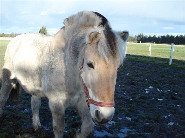 Fjordhest Houdini *har redet* - Snebolden på fold med ny grime. :D billede 12