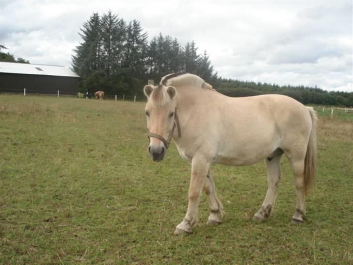 Fjordhest Houdini *har redet* - Haha se lige lidt dum ud Hodde.. billede 13