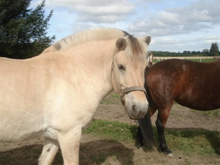 Fjordhest Houdini *har redet* billede 14