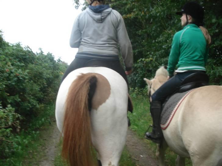 Fjordhest Houdini *har redet* - mig og Julie på tur for lang tid siden... billede 15