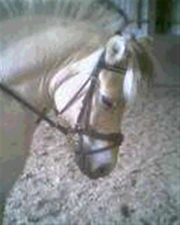 Fjordhest Houdini *har redet* billede 16