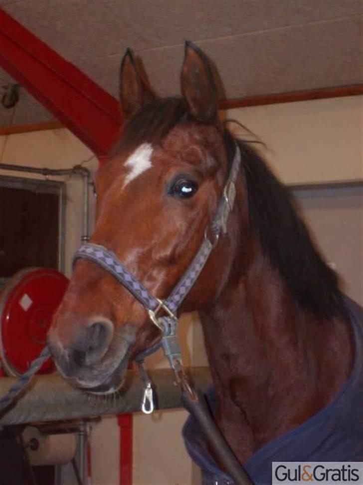 Anden særlig race cassie    SOLGT /'; - hvor hun stod før, kolding .  billede 6