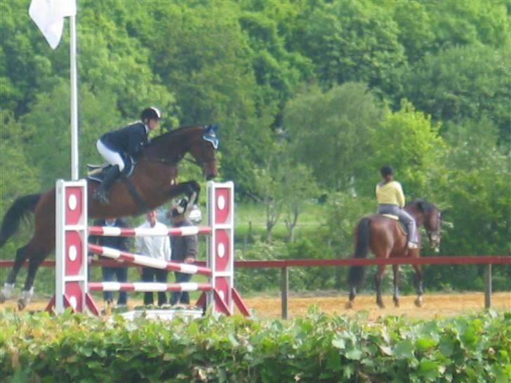 Dansk Varmblod Ofelia - Ofelia Mb Kolding billede 14