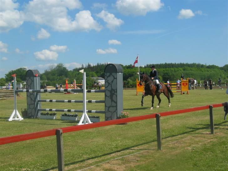 Dansk Varmblod Ofelia - Ofelia Mb Kolding billede 16