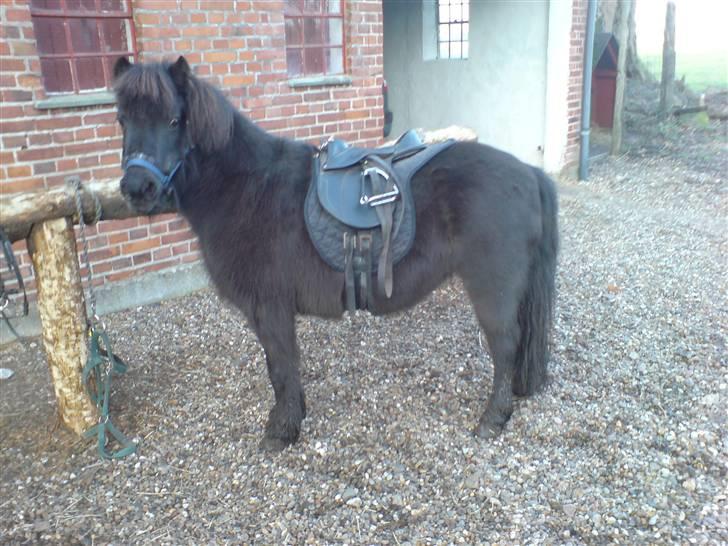 Shetlænder Mille    ~Solgt :'(~ - Mille med sadel på for første gang i lang, lang tid.   Februar 08 billede 12
