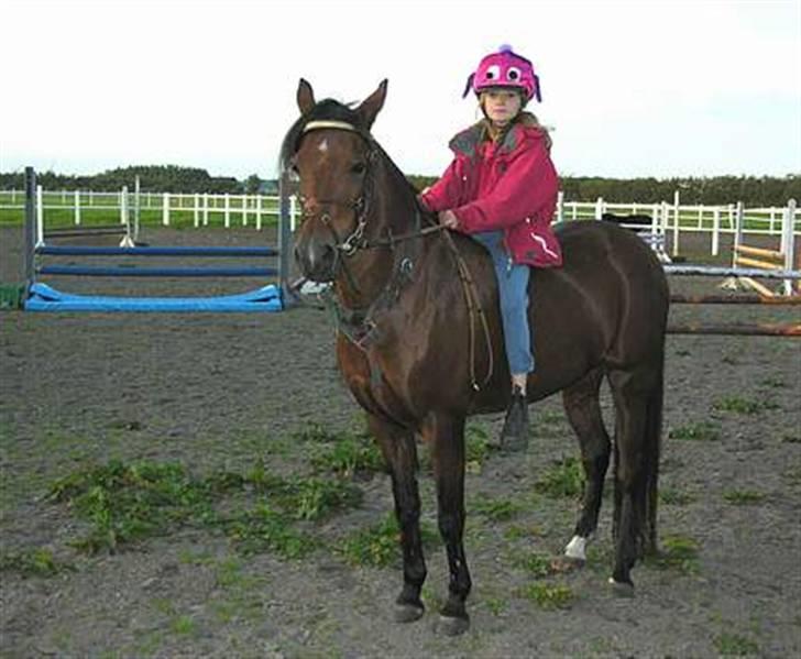 Welsh Partbred (Sec F) Clements Bambi - bambi... billede 12