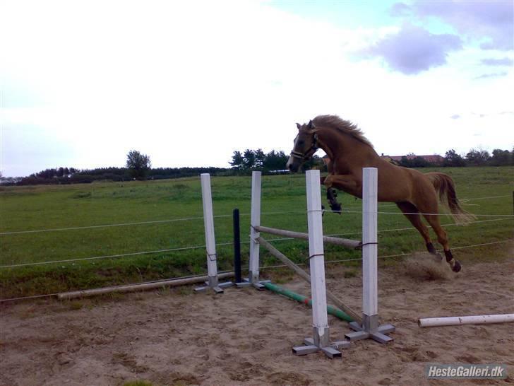 Arabisk fuldblod (OX) Sultan (R.I.P) - spring kan jeg  billede 3