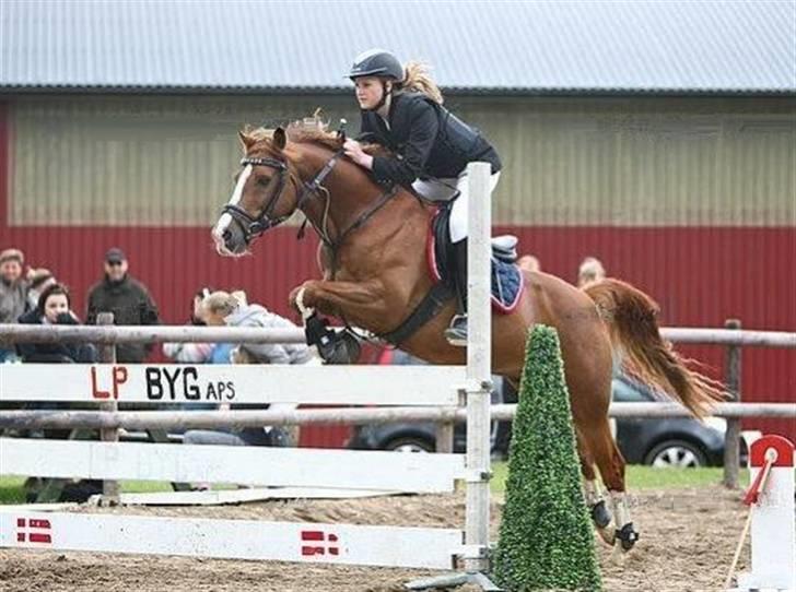 Hollandsk Sportspony MANPOWER LUDINGA - LA i Askov, Manpower ser dog en smule buttet ud - men det billedet der gør det d; syntes det en nice billede.  billede 7