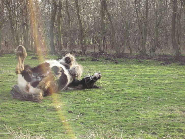 Tinker Lord Wallentin  * DØD * - Wallentin 10 feb. 08 billede 20