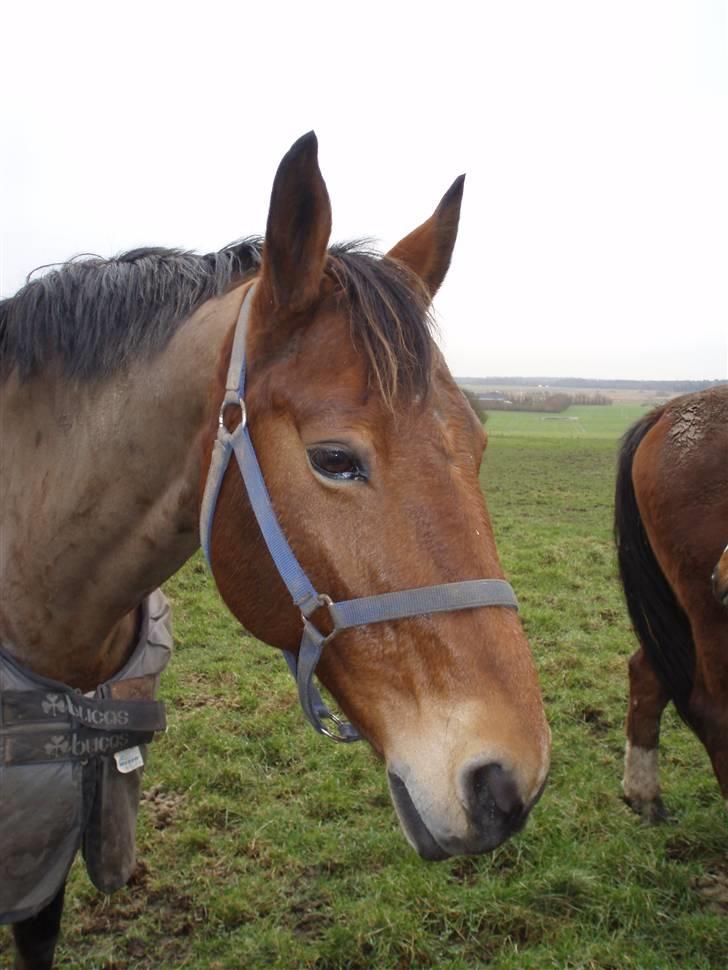 Dansk Varmblod Lillight  *R.I.P* billede 10