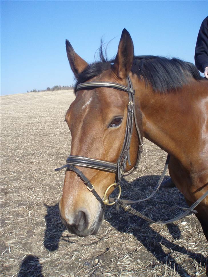 Dansk Varmblod Lillight  *R.I.P* billede 11