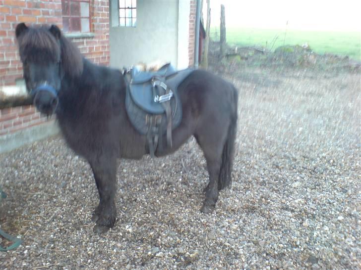 Shetlænder Mille    ~Solgt :'(~ - Februar 08 billede 13