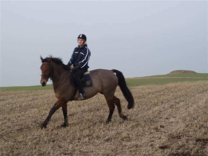 Dansk Varmblod Lillight  *R.I.P* billede 13