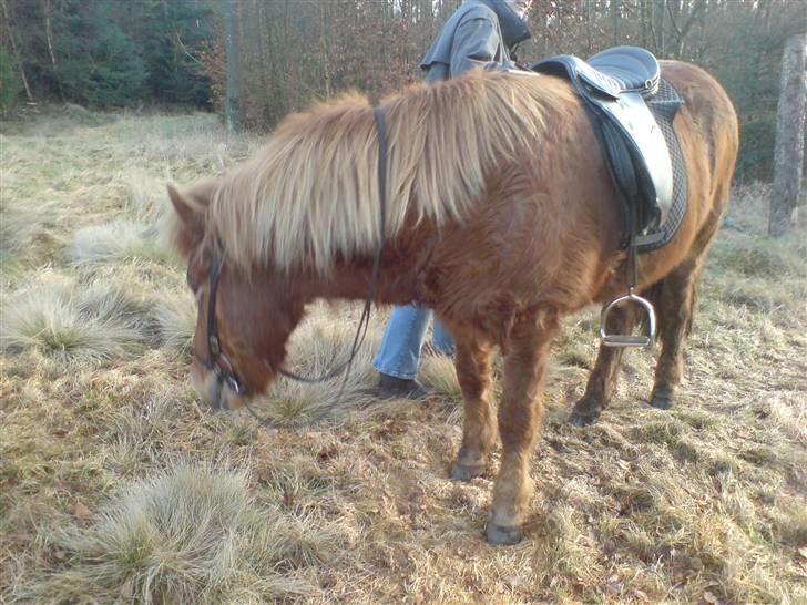 Islænder Sólfari fra Hjermind - Februar 08 billede 5