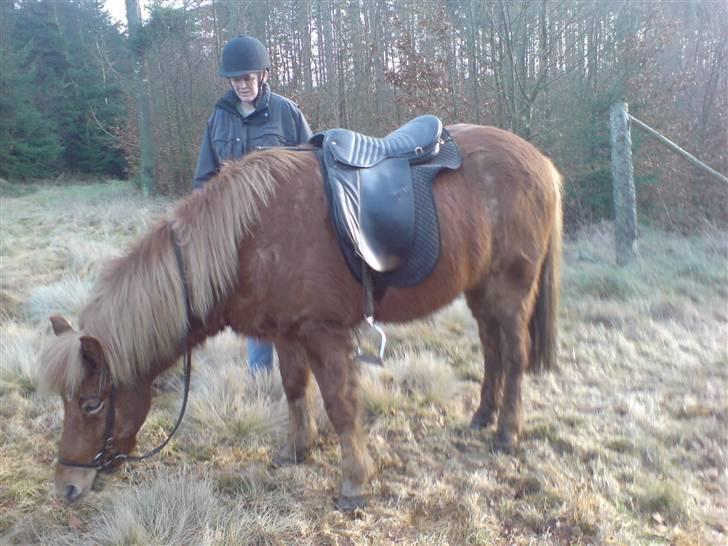 Islænder Sólfari fra Hjermind - Februar 08 billede 6