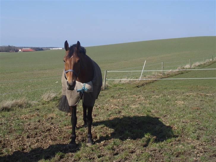 Dansk Varmblod Lillight  *R.I.P* - lillight står lige og kigger billede 14