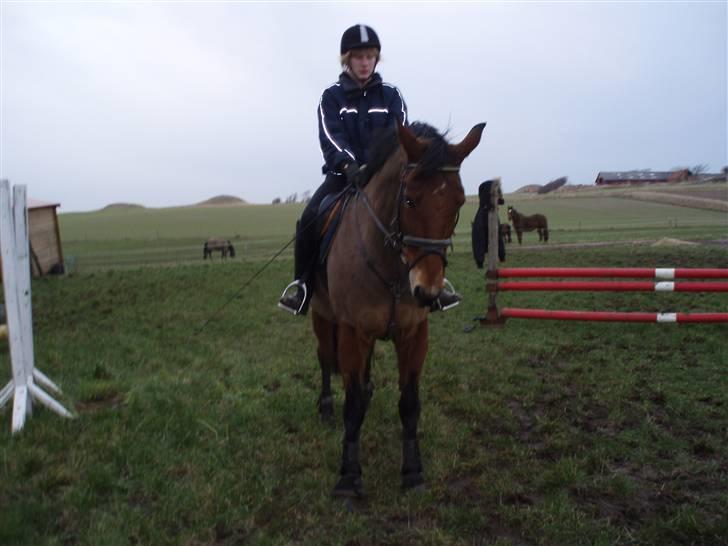 Dansk Varmblod Lillight  *R.I.P* billede 15