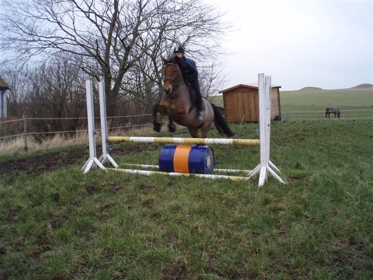 Dansk Varmblod Lillight  *R.I.P* - vi kan også springe :) billede 16